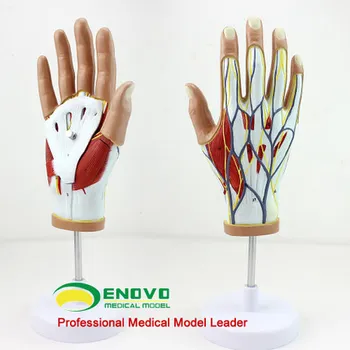 Človeška roka, mišic, živčevja, ožilja model